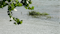 Flood Warnings & Advisories issued for the Illinois River